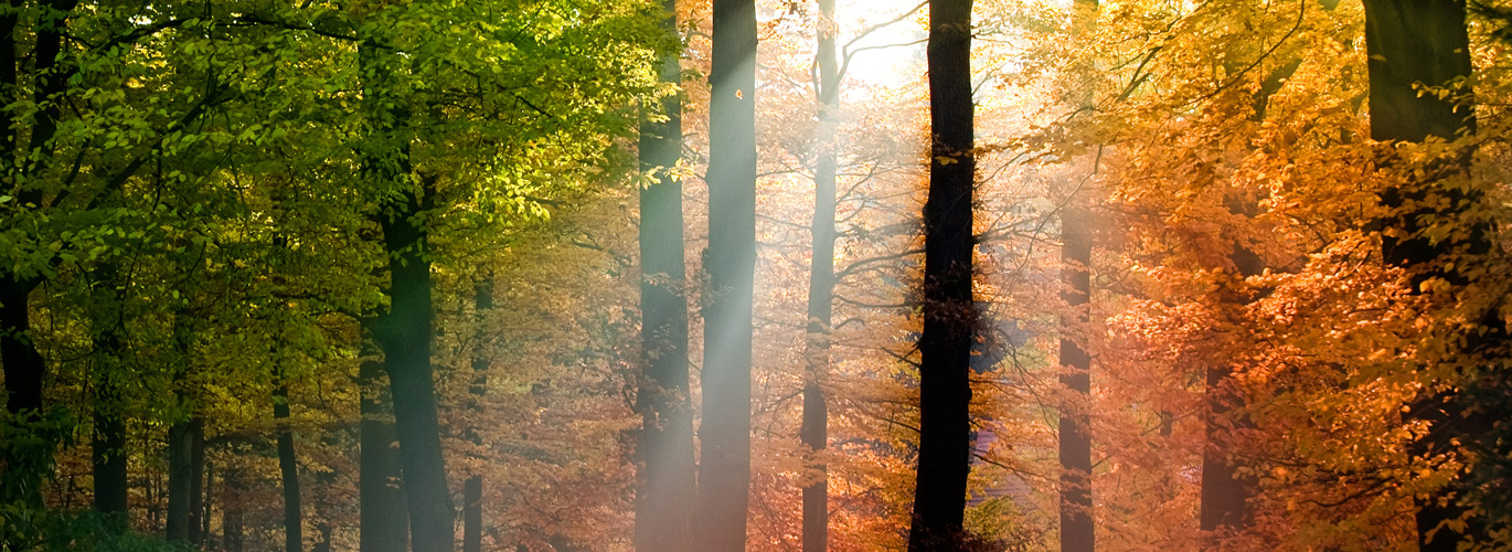 Herbstwald - für einen schönen Abschied - Trauerrednerin Sabine Nordhausen